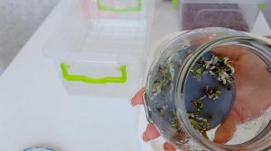 Выращивание орхидей из семян! ?