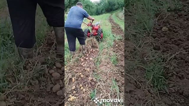 Работа с МТЗ 012 вадене на картофи 2023г!Работа с мотоблоком МТЗ 012, сбор картофеля 2023! смотреть онлайн