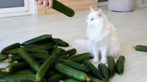 Кошки и огурцы | Cats VS Сucumbers