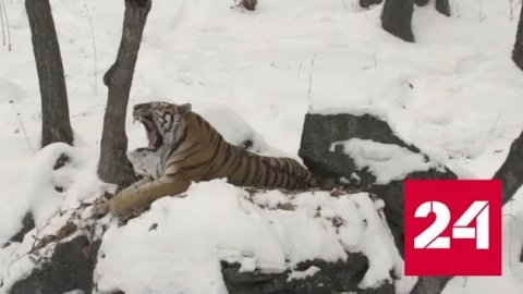 В Приморье тигры держат в страхе жителей поселков - Россия 24 