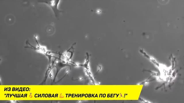 Бег ? загубит ❌ ваши суставы, сердце и жизнь ?? смотреть онлайн