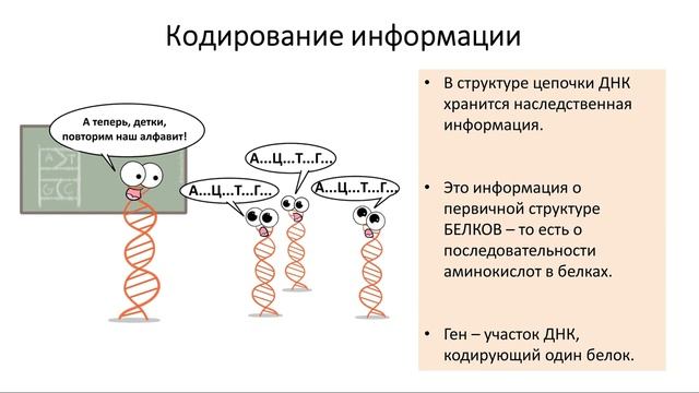 Кодирование и реализация генетической информации. Как кодируется информация в днк. принцип кодирования генетической информации. кодирование наследственной информации в днк.