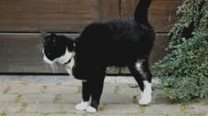 КОТЫ БОЛЬШЕ НЕ БУДУТ МОЧИТЬСЯ НА ВАШУ ДВЕРЬ!