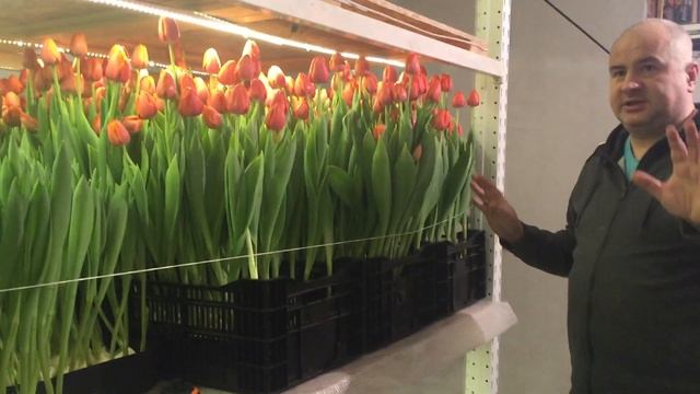 Выгонка тюльпанов на 8-е марта. Гидропоника. часть 1.