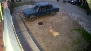 Бездомные собаки разорвали кота