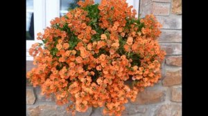 ДИАСЦИЯ  (DIASCIA)  сем. Норичниковые