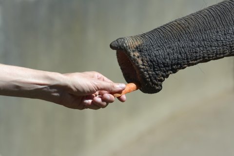 В Таиланде вместо будильника девушку разбудил слон
