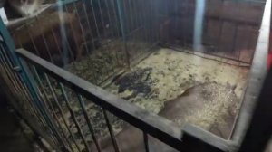 Покупка поросят. Каких лучше? дорогих или дешевых.