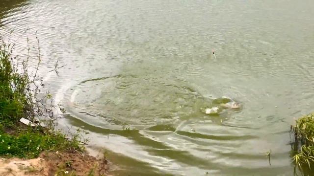 Спортивная рыбалка. Карп. смотреть онлайн