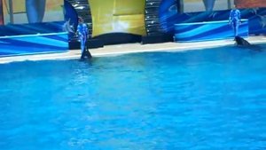 Шоу касаток с Sea World в San Diego