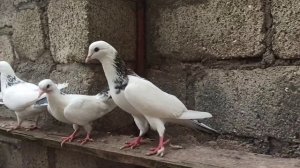 бакинские шейки,))одна из лучших пород голубей в мире, долголетноигррвых,,, голуби баку.