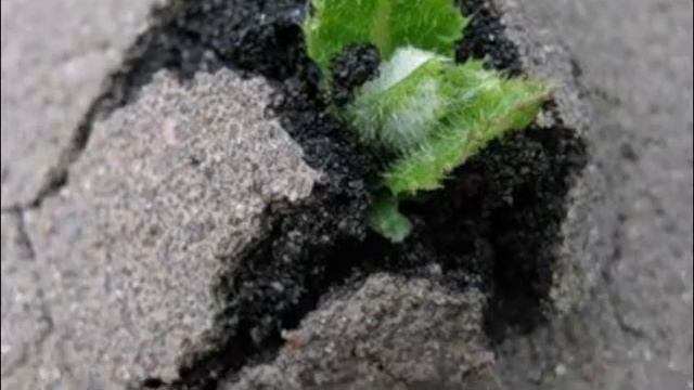 Удивительное рядом Автор музыки, исп. -С. Чекалин Автор видео -Т. Морозова