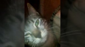 Кот сошёл с ума кот орёт