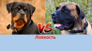 РОТВЕЙЛЕР ПРОТИВ БУРБУЛЬ