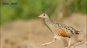 Животные луга. Окружающий мир.