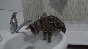 Котенок моется