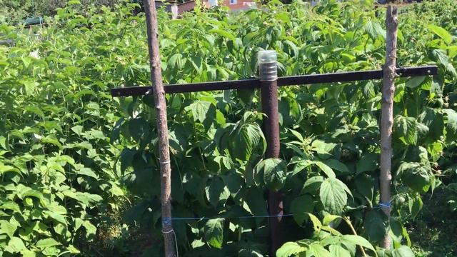 Почему ваша малина хуже чем моя? смотреть онлайн