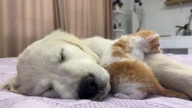 Котёнок и щеночек и обнимашки