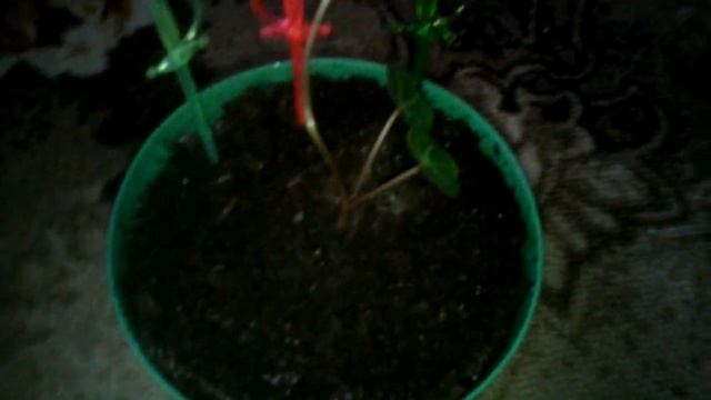 Цикламен персидский (гигантская смесь) смотреть онлайн