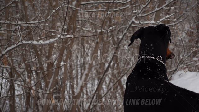 Portrait of a black dog standing in a winter forest and looking far away then turning his head смотреть онлайн