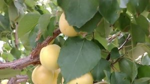 Абрикос априум Кот-н-Канди. Aprium Cot-n-Candi. Вкуснейшие плоды! Урожай 2022. Отзыв от Макси Сад