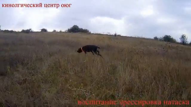 охотничьи собаки воспитание дрессировка натаска смотреть онлайн