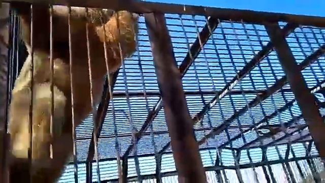 ПРИКОЛ! ПОДНЯЛИ НО НЕ РАЗБУДИЛИ (Медвежулька ты чё делаешь) смотреть онлайн