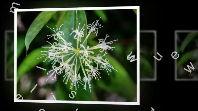 Growing Dracaena Surculosa Gold Dust Plant смотреть онлайн