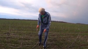 Озимая пшеница по No-Till и на классике-чёрный пар, есть повод задуматься.