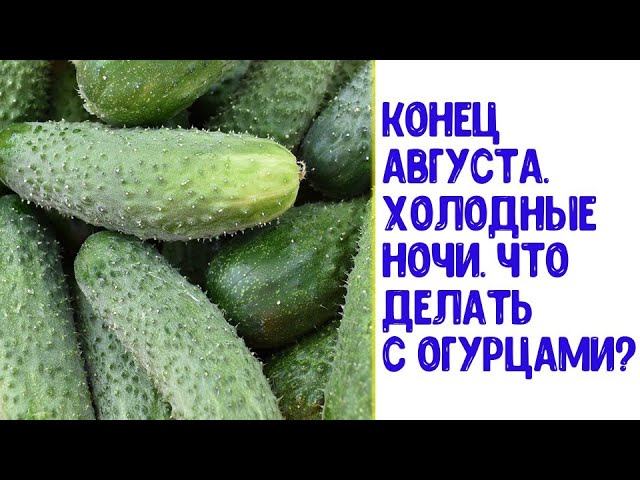 Концы огурцы. Огурец 2 метра. Корнишоны красные. Огурец в конце. Сморщенный огурец.