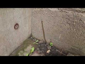 Змея во дворе.)) На дачном участке ползают молодые ужи