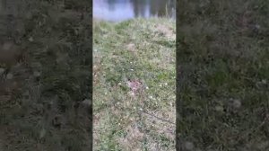 30.05.2023 г., РЕКА УФА, СВЕРДЛОВСКАЯ ОБЛАСТЬ.