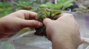 Почему у меня НЕ РАСТЕТ ФИАЛКА?  КАК БЫТЬ И ЧТО ДЕЛАТЬ?