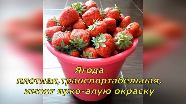 РЕМОНТАНТНАЯ КЛУБНИКА СОРТА
