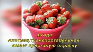 РЕМОНТАНТНАЯ КЛУБНИКА СОРТА"КОРОЛЕВА ЕЛИЗАВЕТА 2"?️ КАК ЗАРАБАТЫВАТЬ, ВЫРАЩИВАЯ КЛУБНИКУ НА УЧАСТКЕ