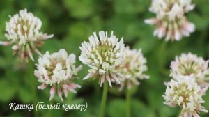 Н.А.Римский-Корсаков. Хор цветов из 4 действия оперы "Снегурочка".