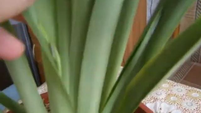 Орхидея Мильтония . В чем проблема? смотреть онлайн