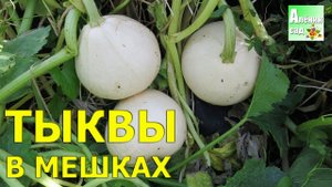 ТЫКВЫ В МЕШКАХ 2016. Выращивание в мешках и урожай / Огород в контейнерах