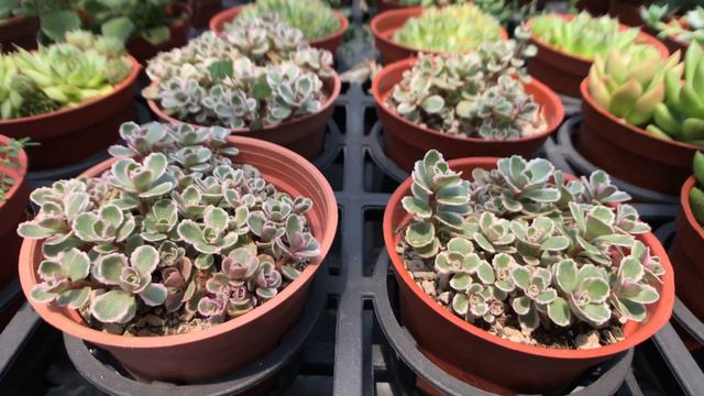Succulent Plant 多肉植物小盆栽 小球玫瑰(龍血景天) смотреть онлайн