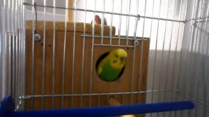 Волнистые попугайчики изучают гнездо