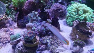 Морской аквариум бычок золотоголовый.