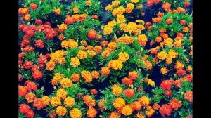 посев семян ели обыкновенной в питомнике