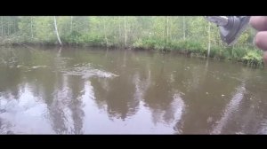 Хариус и Ленок на горных реках Забайкалья 1