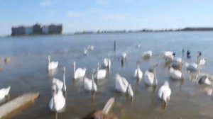 Не стреляйте в белых лебедей