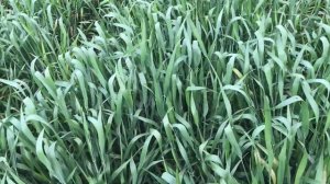 Опыт с высевом пшеницы с междурядьем 57, 38,19 см с нормами от 1 до 4 млн 3 часть.