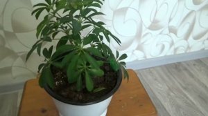 Шеффлера уход и особенности ухода в домашних условиях  МОИ ЦВЕТЫ.