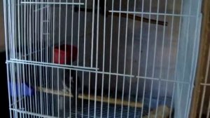 Моя коллекция птиц 04.10.16. Breeding birdroom