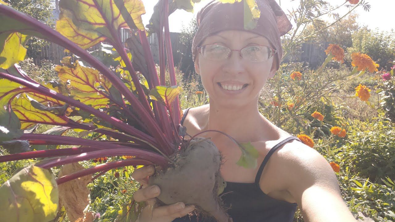 ГОРОДСКАЯ в деревне:жизнь в деревне/подготовили крышу к зиме/уборка свеклы/перекапываю грядки смотреть онлайн