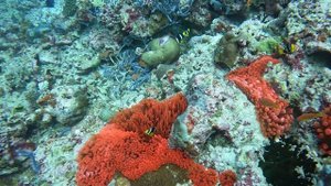 оранжевые aнемоны голубые кораллы