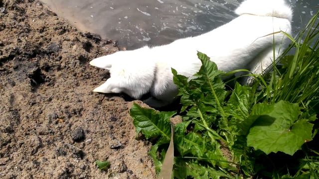 Лайка копает яму на озере смотреть онлайн